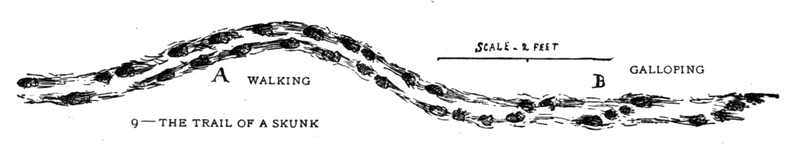 Soubor:1902-06 p015 09.png