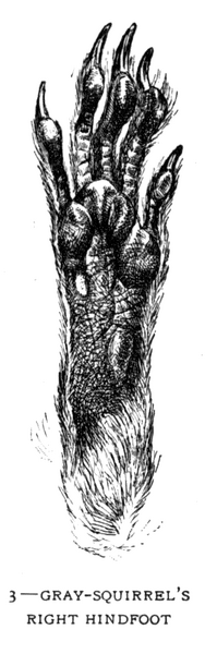 Soubor:1902-06 p015 03.png