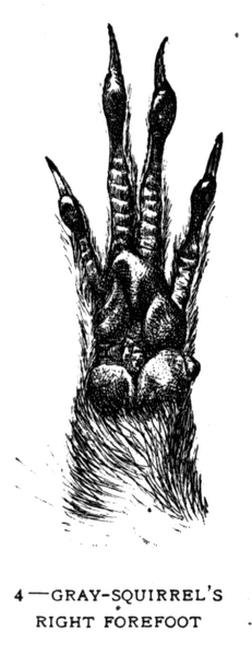 Soubor:1902-06 p015 04.png