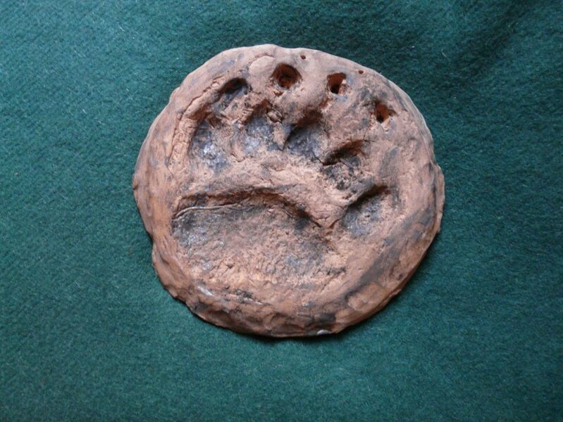 Soubor:willy-medvedi04.jpg