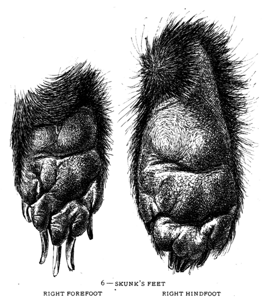 Soubor:1902-06 p015 06.png