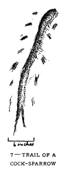 Soubor:1902-06 p015 07.png