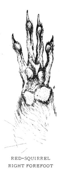 Soubor:1902-05 p041 01.png