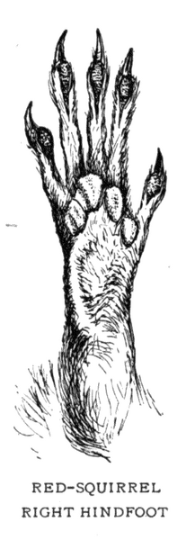 Soubor:1902-05 p041 02.png