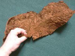 Rozklepaný choroš - vnitřní strana. Mezi prsty je vidět tloušťka materiálu.