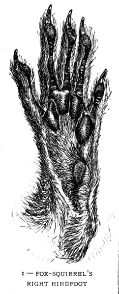 Soubor:1902-06 p015 01.png